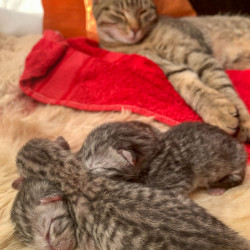 Schlafende Katze mit Kätzchen, Jahresrückblick 2021