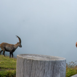 Kind und Steinbock auf einer Alpweide im Nebel, Biwak am Chäserrugg