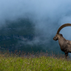 Steinbock auf einem Grat im Nebel, Biwak am Chäserrugg