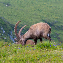 Grasender Steinbock auf einer Wiese, Biwak am Chäserrugg