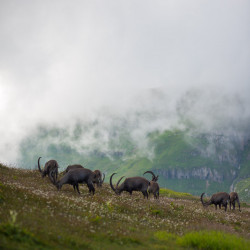 Steinbockgruppe auf einer Weide im Nebel, Biwak am Chäserrugg