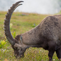 Steinbock mit grossen Hörnern beim Grasen, Biwak am Chäserrugg