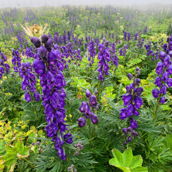 Blauer Eisenhut auf einer Bergwiese, Biwak am Chäserrugg
