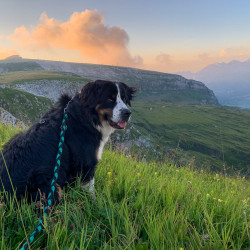 Berner Sennenhund auf einer Bergwiese, Biwak am Chäserrugg