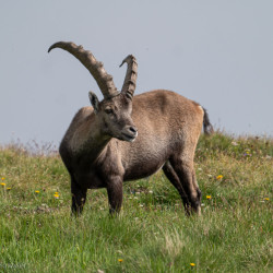 Steinbock auf einer Bergwiese, Jahresrückblick 2024