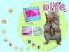 Interaktive CD-ROM der Schweizer Musik Band "wife"