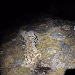 Tierskelett auf einem Felsen im Stirnlampenlicht, Via Alta Crio zweiter Teil