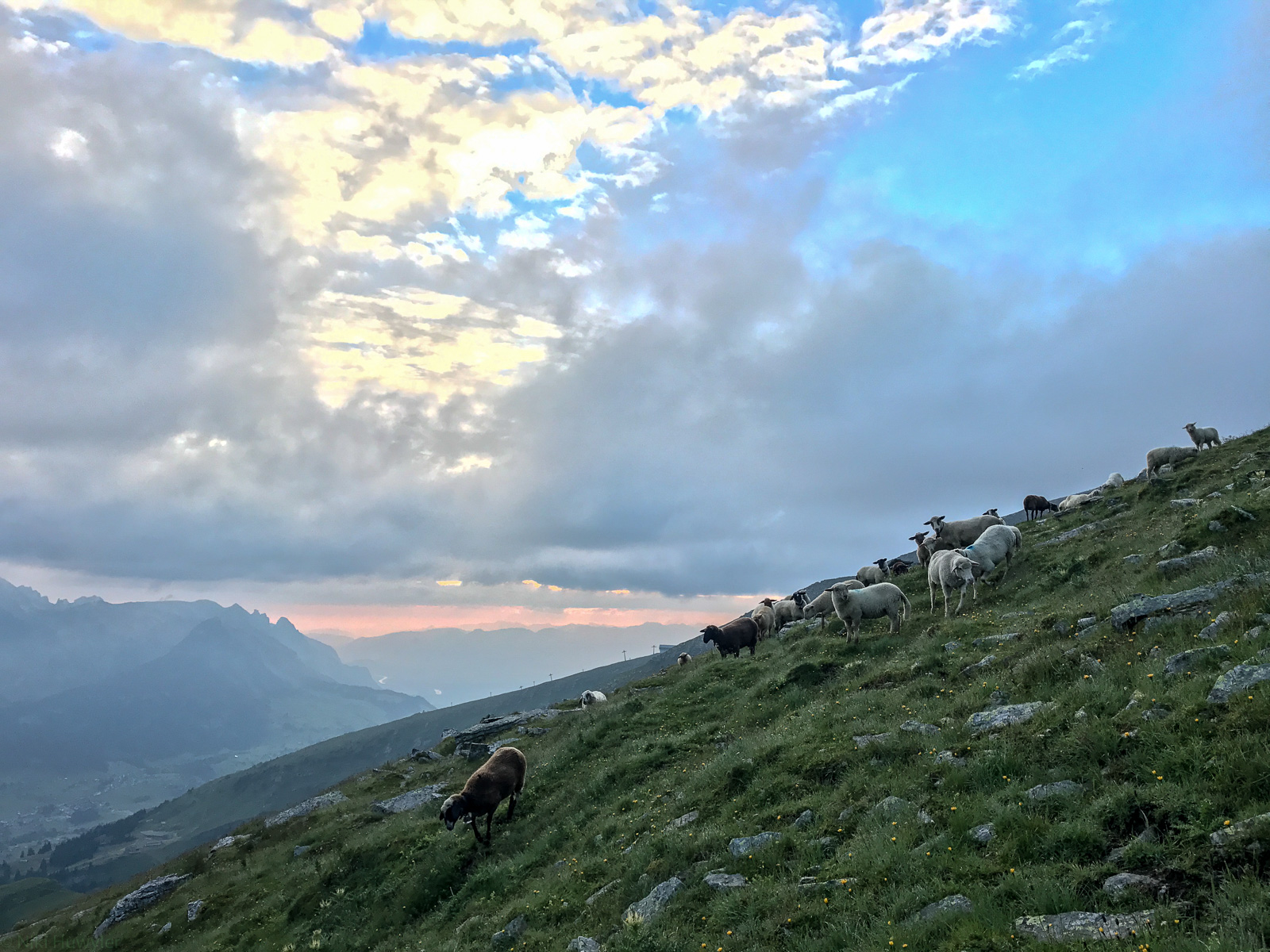 Abendhimmel über einem Grashang mit Gämsen, Jahresrückblick 2017