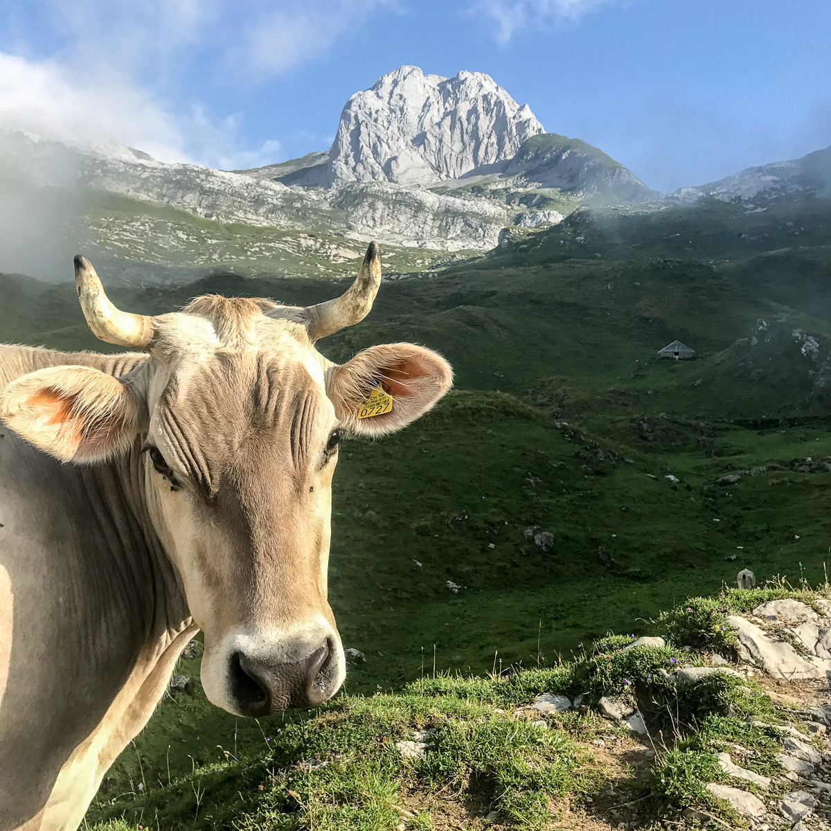 Neugierige Kuh vor einem Felsgipfel, Jahresrückblick 2017