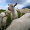 Einheimische – Alpstein