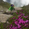 Bergsteigerin über blühendem Steinbrech, Alpstein