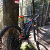 E-Mountainbike an einem Baum mit Wegmarkierung im Wald