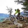 E-Mountainbiker neben einer knorrigen Arve auf einem Felsen