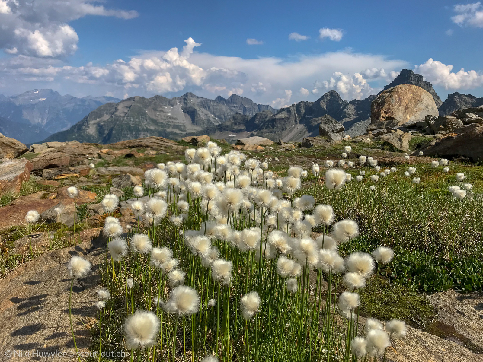Wollgras vor Tessiner Bergkulisse, Via Alta della Verzasca