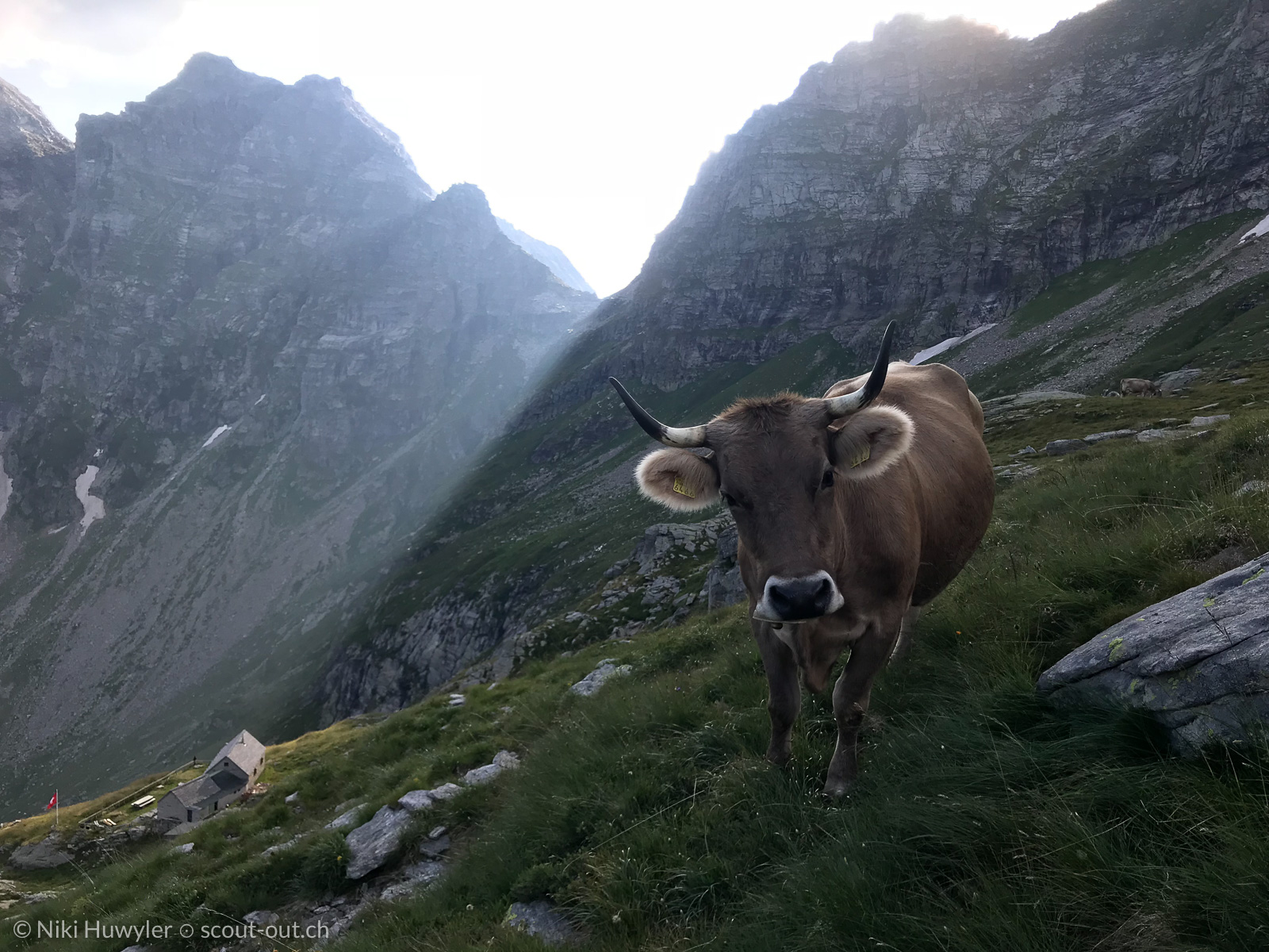 Kuh an einem Steilhang unter Felswänden, Via Alta della Verzasca