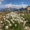 Wollgras vor Tessiner Bergkulisse, Via Alta della Verzasca