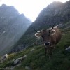 Kuh an einem Steilhang unter Felswänden, Via Alta della Verzasca